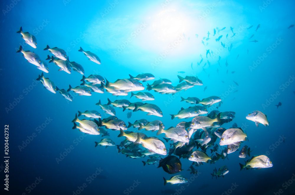 Obraz premium Graybar grunt (Haemulon sexfasciatus), forming a school in a shipwreck, reefs of Sea of Cortez, Pacific ocean. Cabo Pulmo, Baja California Sur, Mexico.