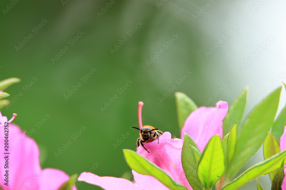 アシナガバチと花