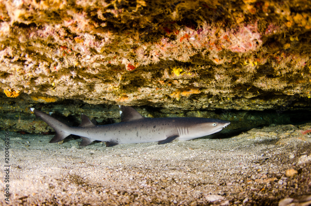 Fototapeta premium Rekin białopłetwy (triaenodon obesus). rafy Morza Corteza, Oceanu Spokojnego. Cabo Pulmo, Baja California Sur, Meksyk. Akwarium świata.