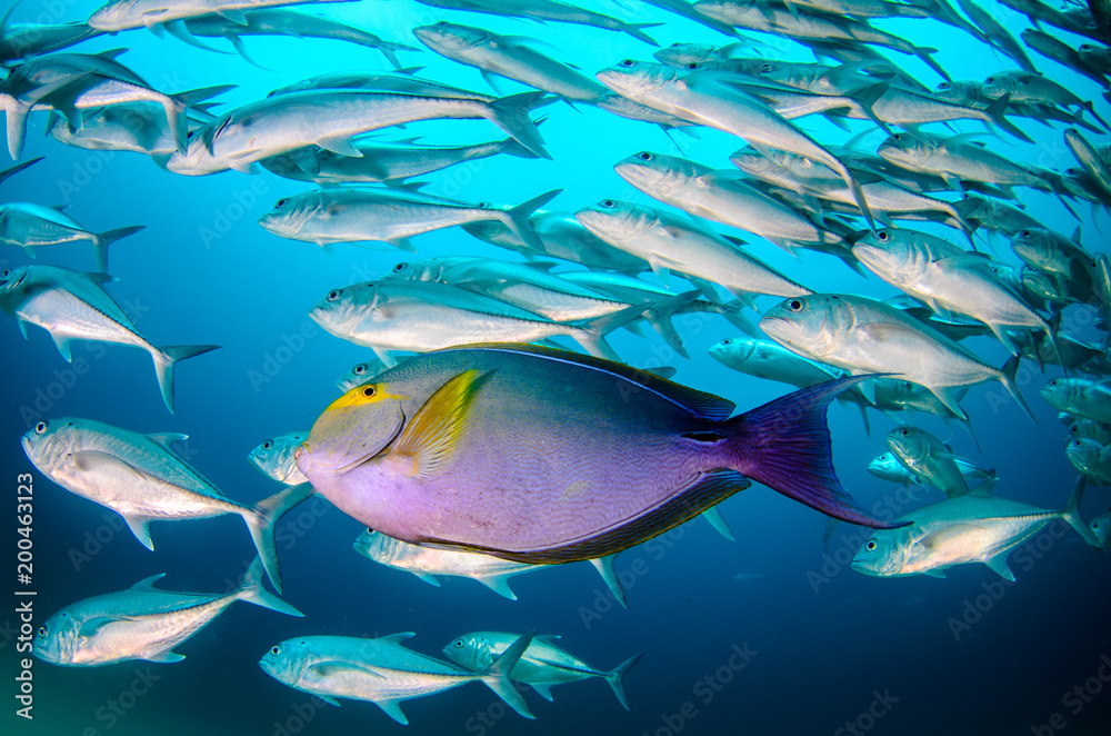 Fototapeta premium (Acanthurus xanthopterus) Yellowfin or purple Surgeonfish in a shipwreck. reefs of the Sea of Cortez, Pacific ocean. Cabo Pulmo, Baja California Sur, Mexico. Cousteau named it The world's aquarium.