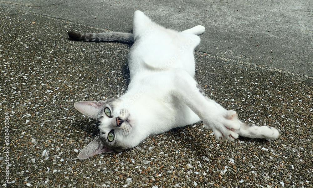 Fototapeta premium Happy cat lying on the pavement up belly