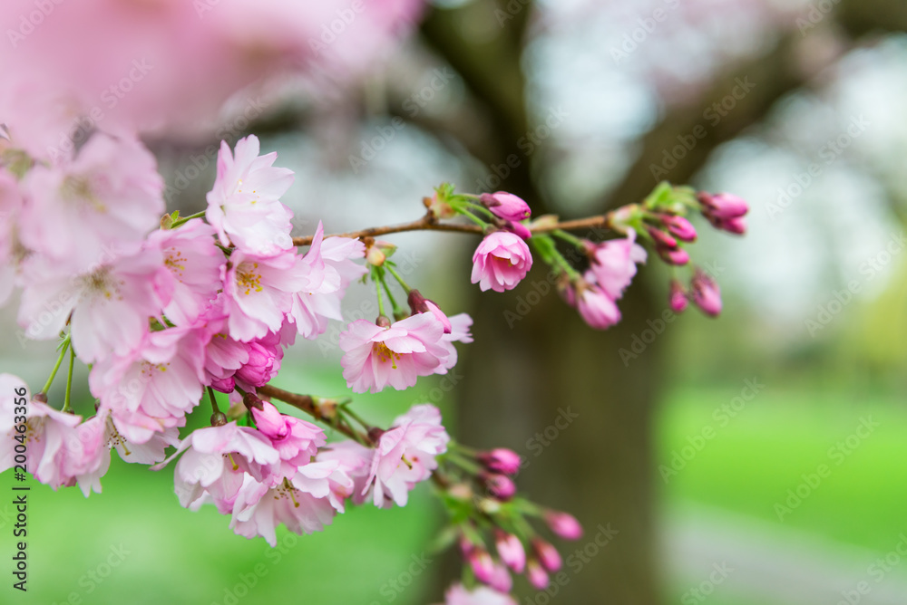 Close up of Pink Blossom Cherry Tree Branch, Sakura Flowers Close up of Pink Blossom Cherry Tree Branch, Sakura Flowers