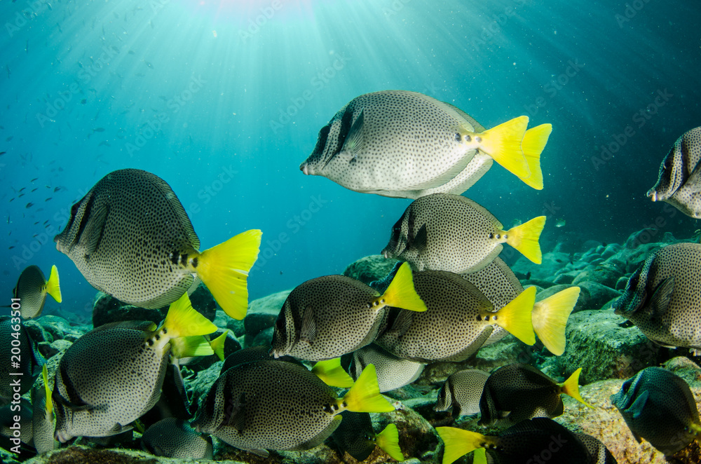 Obraz premium (Prionurus punctatus) Yellowtail Surgeonfish. reefs of the Sea of Cortez, Pacific ocean. Cabo Pulmo, Baja California Sur, Mexico.