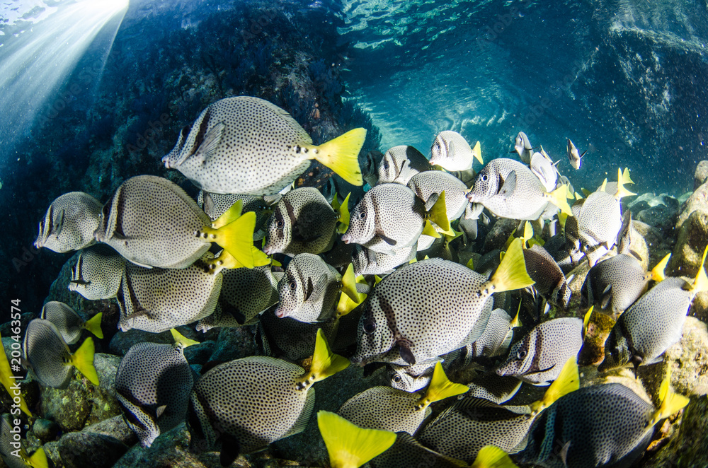 Obraz premium (Prionurus punctatus) Yellowtail Surgeonfish. reefs of the Sea of Cortez, Pacific ocean. Cabo Pulmo, Baja California Sur, Mexico.
