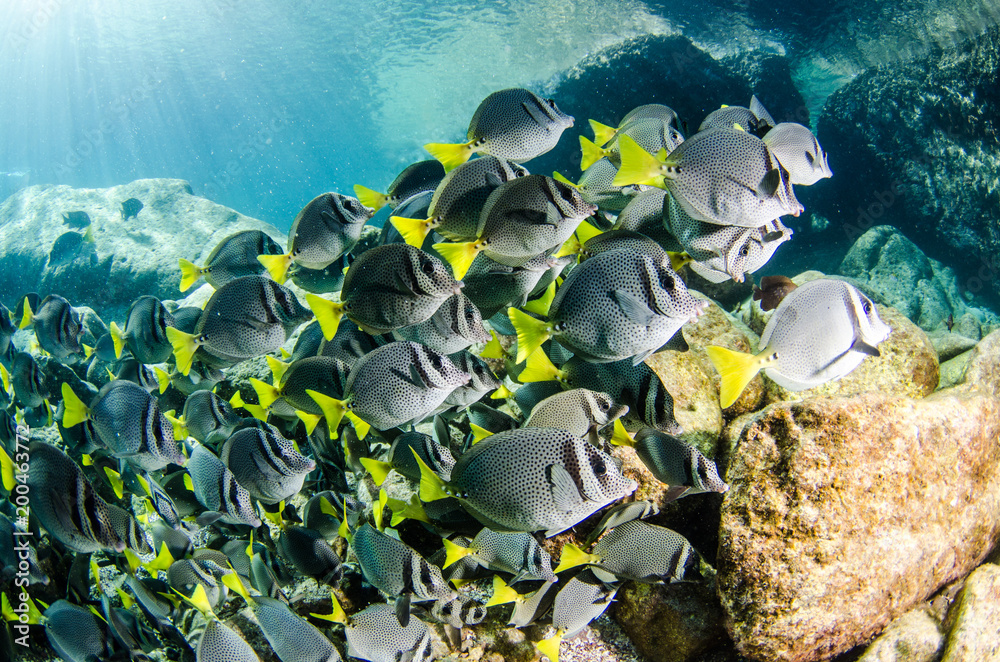 Obraz premium (Prionurus punctatus) Yellowtail Surgeonfish. reefs of the Sea of Cortez, Pacific ocean. Cabo Pulmo, Baja California Sur, Mexico.