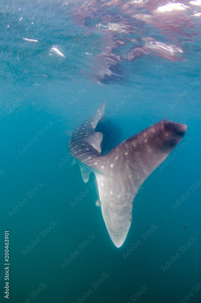 Fototapeta premium Whale Shark (rhincodon typus), the biggest fish in the ocean, a huge gentle plankton filterer giant, swimming near the surface. La Paz Baja California sur, Mexico.