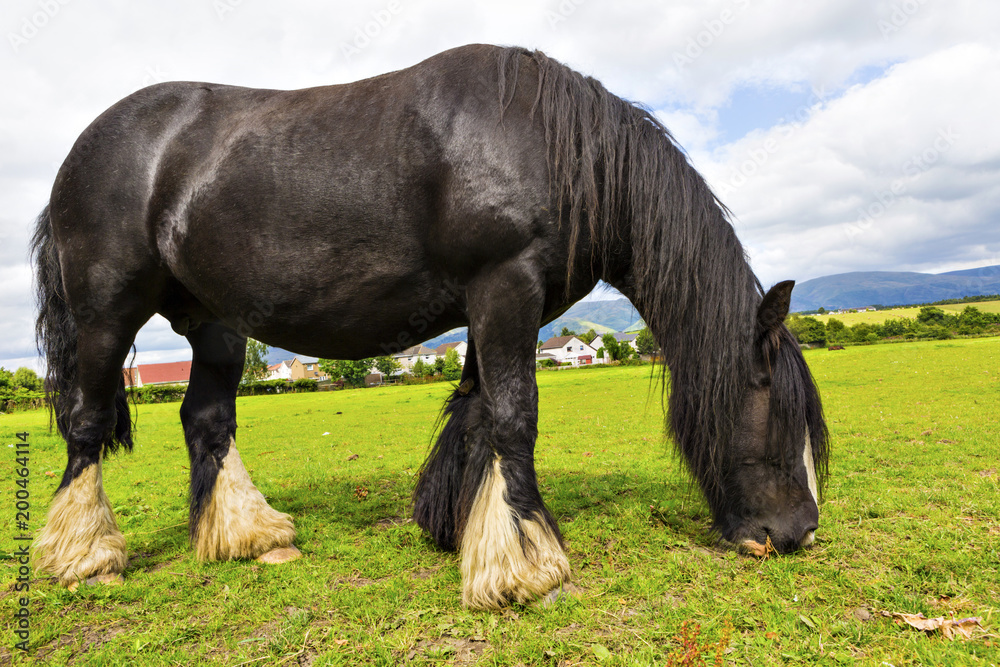 Black Gypsy horse aka Gypsy Vanner or Irish Cob grazes on pasture Black Gypsy horse aka Gypsy Vanner or Irish Cob grazes on pasture