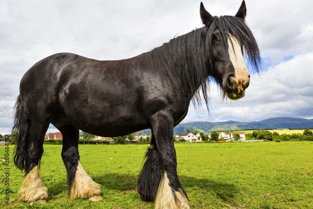 Black Gypsy horse aka Gypsy Vanner or Irish Cob grazes on pasture Black Gypsy horse aka Gypsy Vanner or Irish Cob grazes on pasture