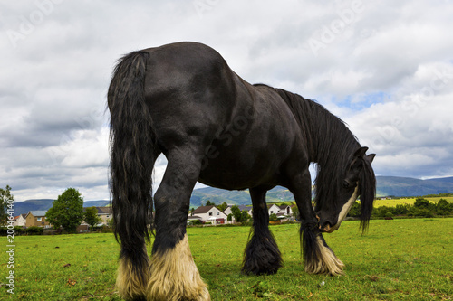 Photos Black Gypsy horse aka Gypsy Vanner or Irish Cob grazes on pasture