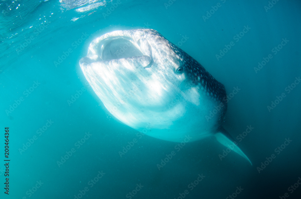 Fototapeta premium Whale Shark (rhincodon typus), the biggest fish in the ocean, a huge gentle plankton filterer giant, swimming near the surface. La Paz Baja California sur, Mexico.