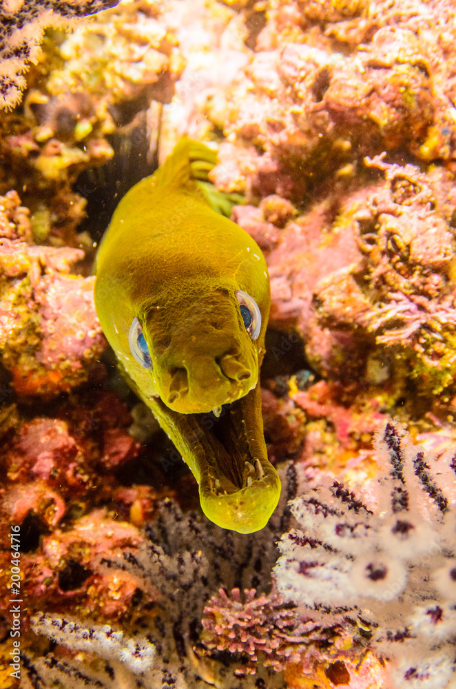 Fototapeta premium Panamic Green Moray Eel (Gymnothorax castaneus), mouth wide open resting in reefs of the Sea of Cortez, Pacific ocean. Cabo Pulmo, Baja California Sur, Mexico. Cousteau named it The world's aquarium.