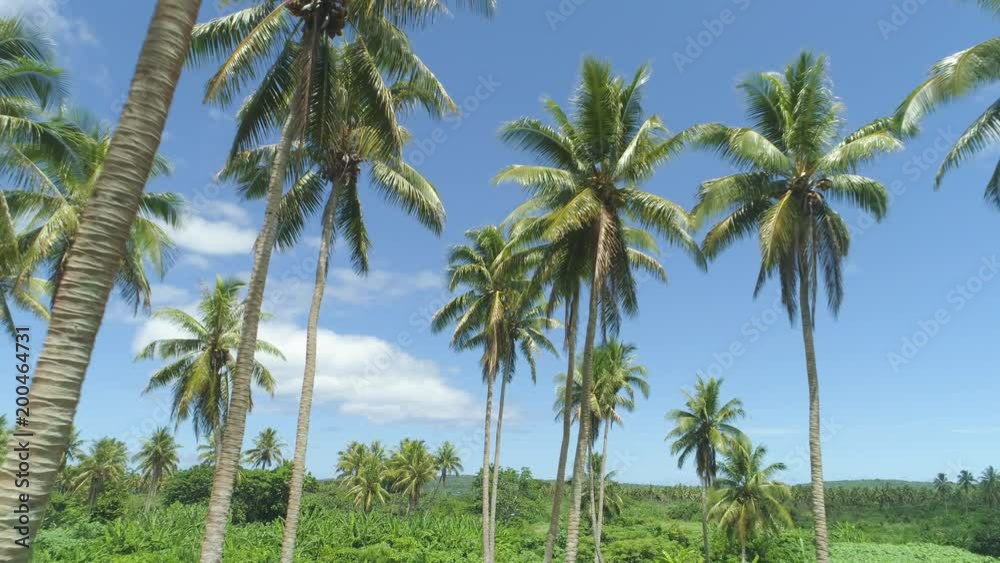 AERIAL: Green palm tree canopies stretch up towards the perfect sunny blue summer sky in Vanuatu. Flying through awesome palm tree plantation set in the middle of an untouched tropical rainforest. AERIAL: Green palm tree canopies stretch up towards the perfect sunny blue summer sky in Vanuatu. Flying through awesome palm tree plantation set in the middle of an untouched tropical rainforest.