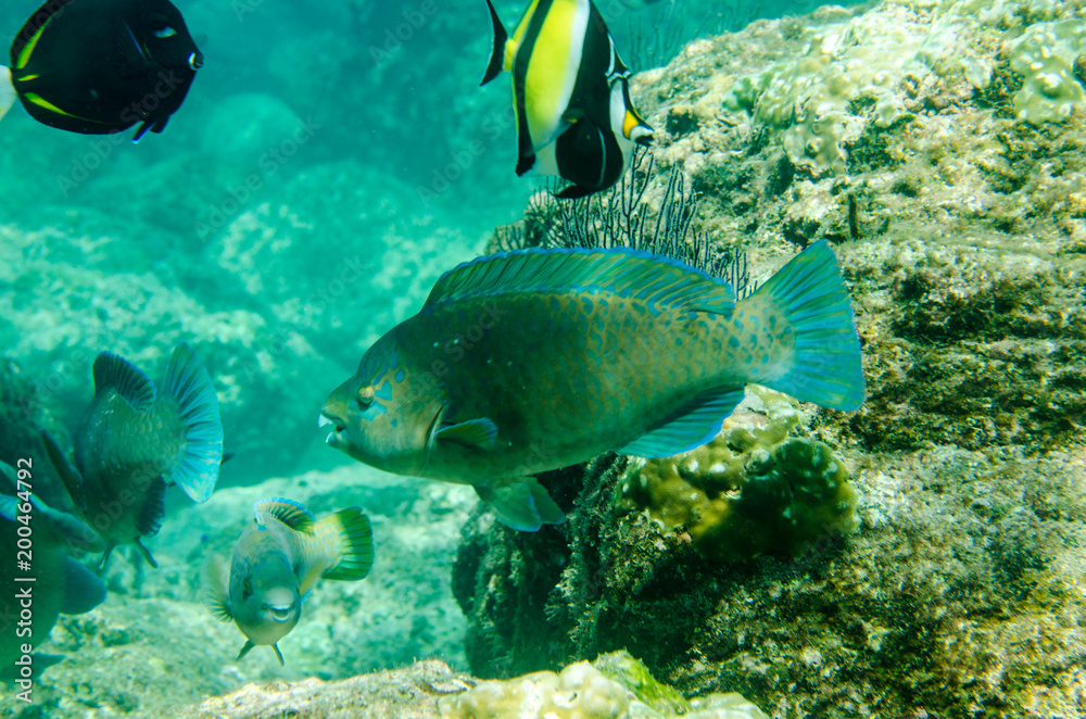 Obraz premium (Scarus compressus), Azure parrotfish, feeding in a shipwreck . reefs of the Sea of Cortez, Pacific ocean. Cabo Pulmo, Baja California Sur, Mexico. 