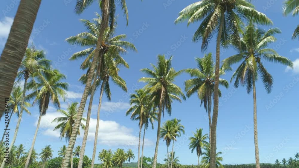 Aerial tall coconut tree canopies sway in the gentle tropical summer breeze Aerial tall coconut tree canopies sway in the gentle tropical summer breeze