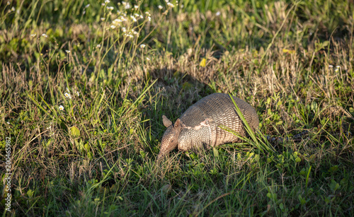 armadillo hunts in the tall grass at sunset