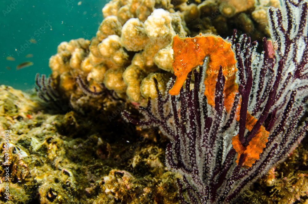 Obraz premium Pacific Sea Horse in the reefs of the sea of cortez in Baja California Sur, the aquarium of the world