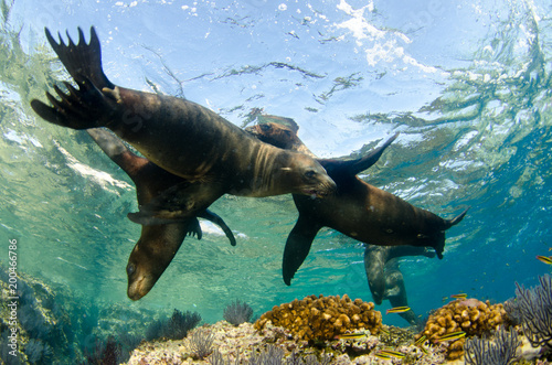 Californian sea lion (Zalophus californianus) swimming and playing in the reefs of los islotes in Espiritu Santo island at La paz,The world's aquarium. Baja California Sur,Mexico.