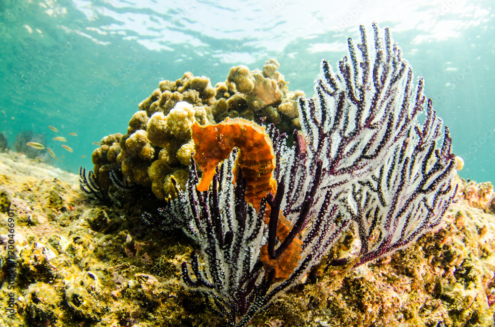 Obraz premium Pacific Sea Horse in the reefs of the sea of cortez in Baja California Sur, the aquarium of the world