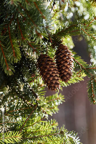 Pine cones on branch./Pine Cone, Spruce Tree, Cedar Tree, Pine Wood, Needle - Plant Part