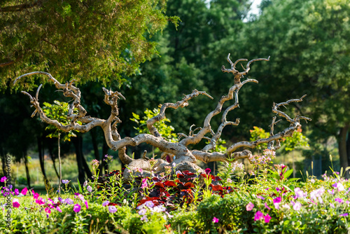 old tree roots in the decoration of the flowerbeds in the park