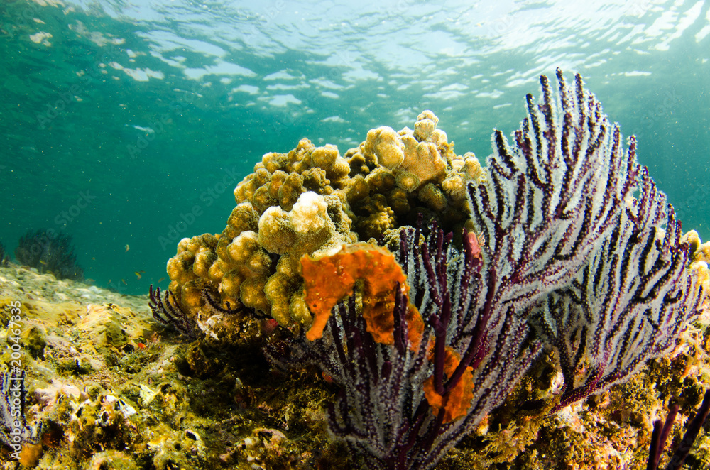 Obraz premium Pacific Sea Horse in the reefs of the sea of cortez in Baja California Sur, Mexico.
