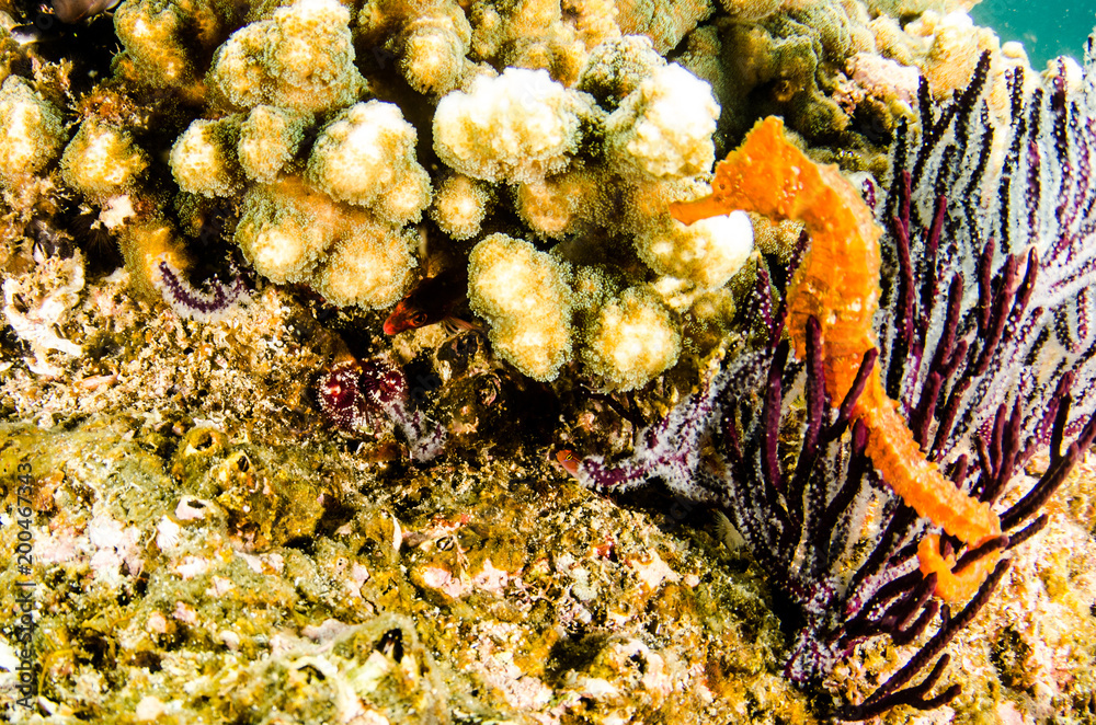 Obraz premium Pacific Sea Horse in the reefs of the sea of cortez in Baja California Sur, Mexico.
