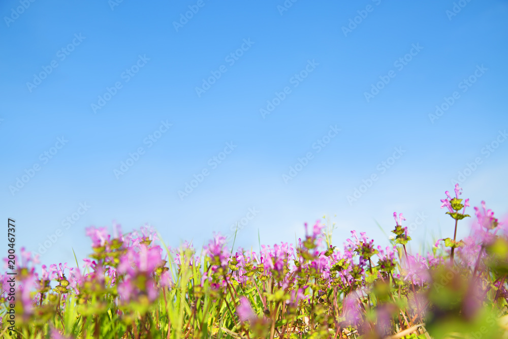 青空を背景に咲くホトケノザ