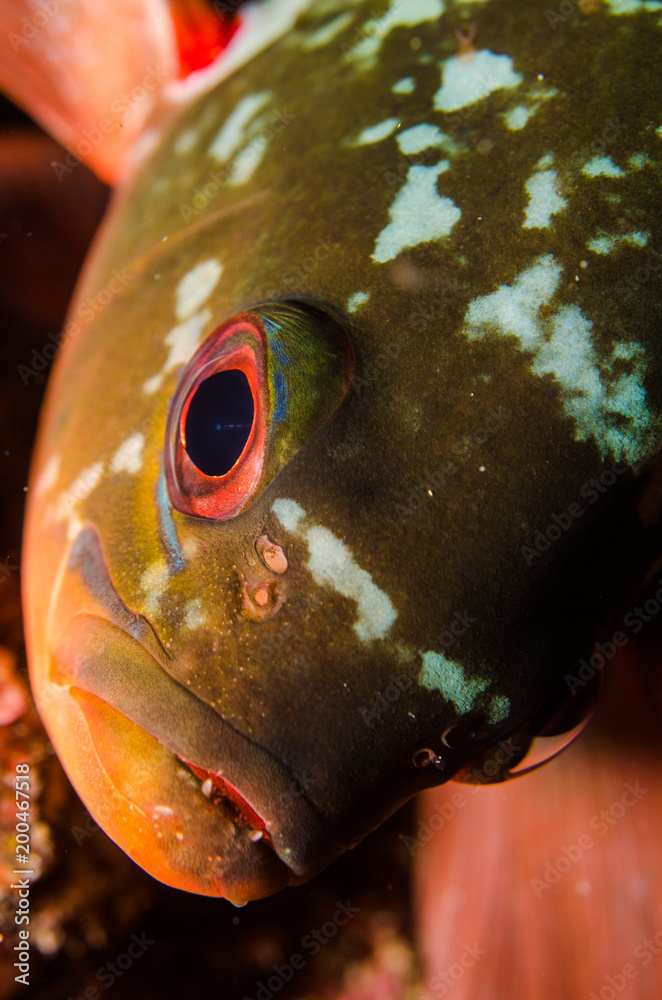 Obraz premium Reef fishes from the sea of cortez, mexico