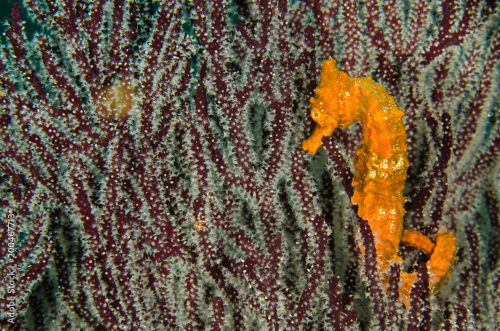 Obraz premium Pacific Sea Horse in the reefs of the sea of cortez in Baja California Sur, Mexico.