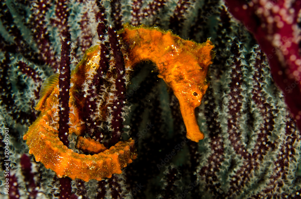 Fototapeta premium Pacific Sea Horse in the reefs of the sea of cortez in Baja California Sur, Mexico.