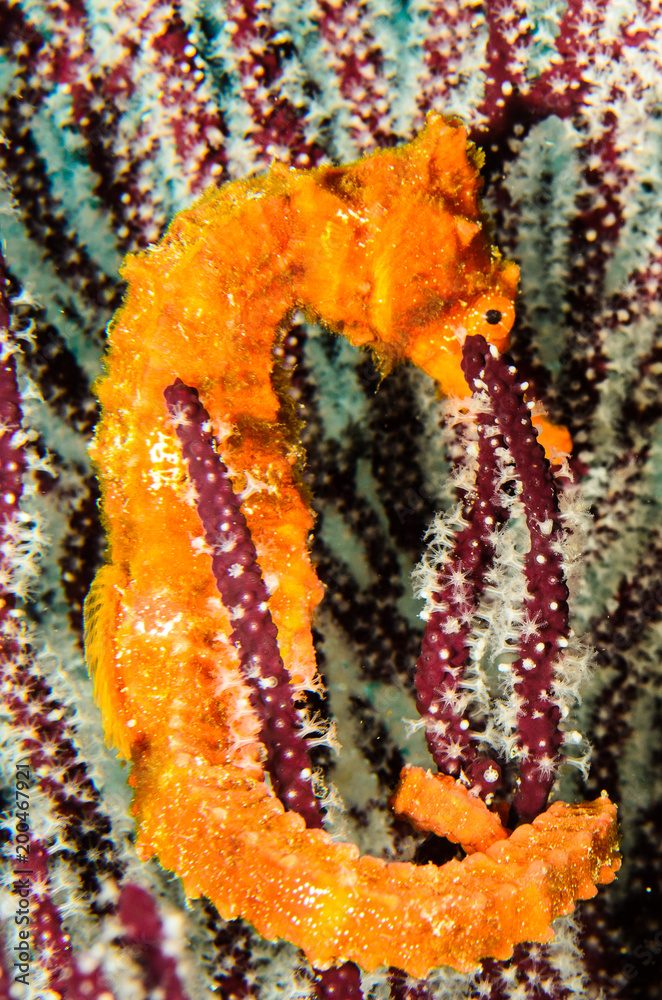 Obraz premium Pacific Sea Horse in the reefs of the sea of cortez in Baja California Sur, Mexico.