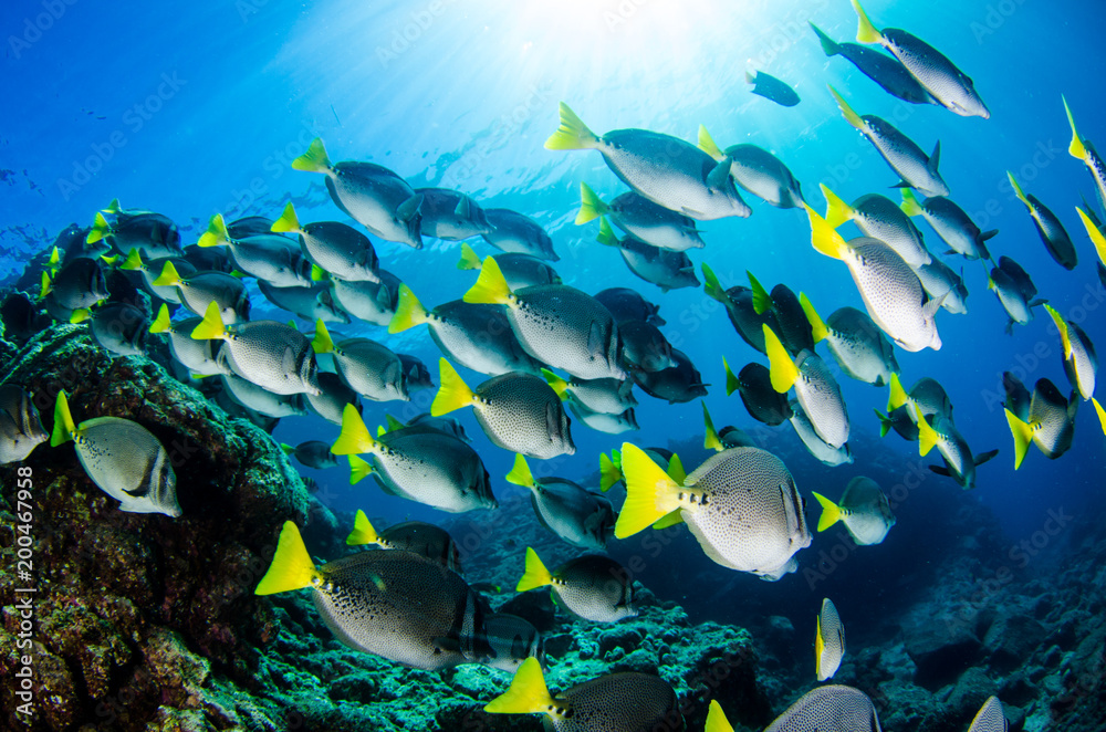 Fototapeta premium (Prionurus punctatus) Yellowtail Surgeonfish. reefs of the Sea of Cortez, Pacific ocean. Cabo Pulmo, Baja California Sur, Mexico.