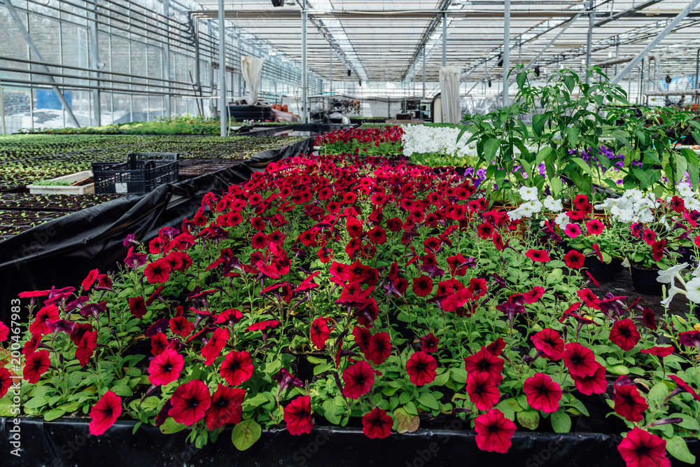 Flowering red petunias grown in modern greenhouse 