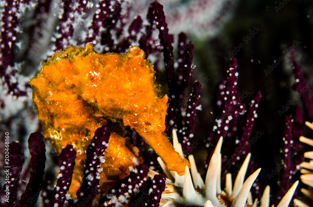 Obraz premium Pacific Sea Horse in the reefs of the sea of cortez in Baja California Sur, Mexico.