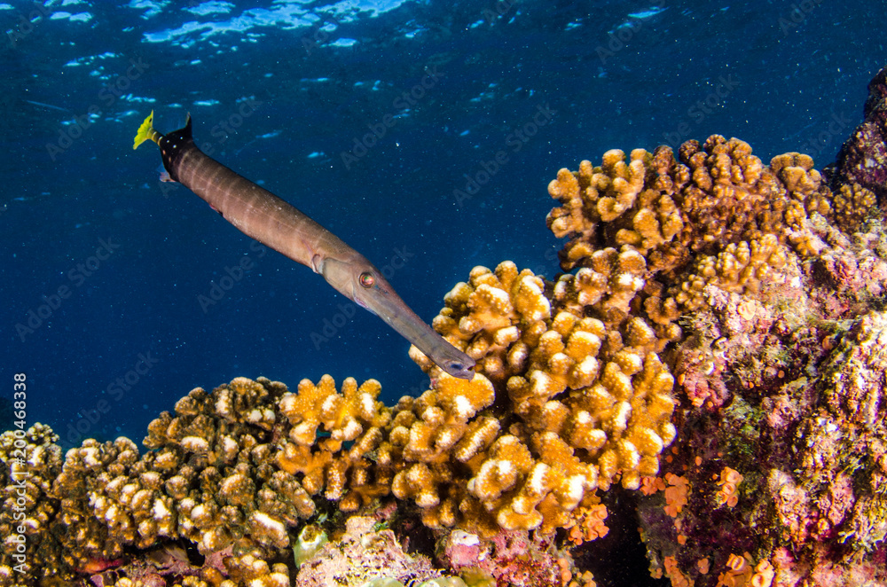 Obraz premium Reef trumpetfish. reefs of the Sea of Cortez, Pacific ocean. Cabo Pulmo, Baja California Sur, Mexico.
