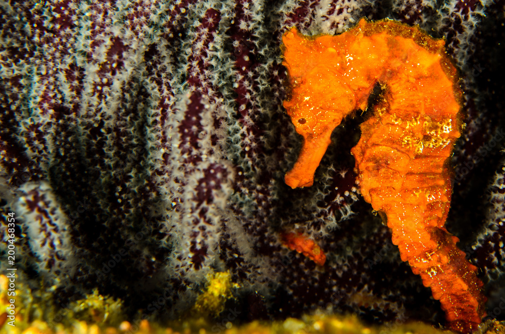 Fototapeta premium Pacific Sea Horse in the reefs of the sea of cortez in Baja California Sur, Mexico.