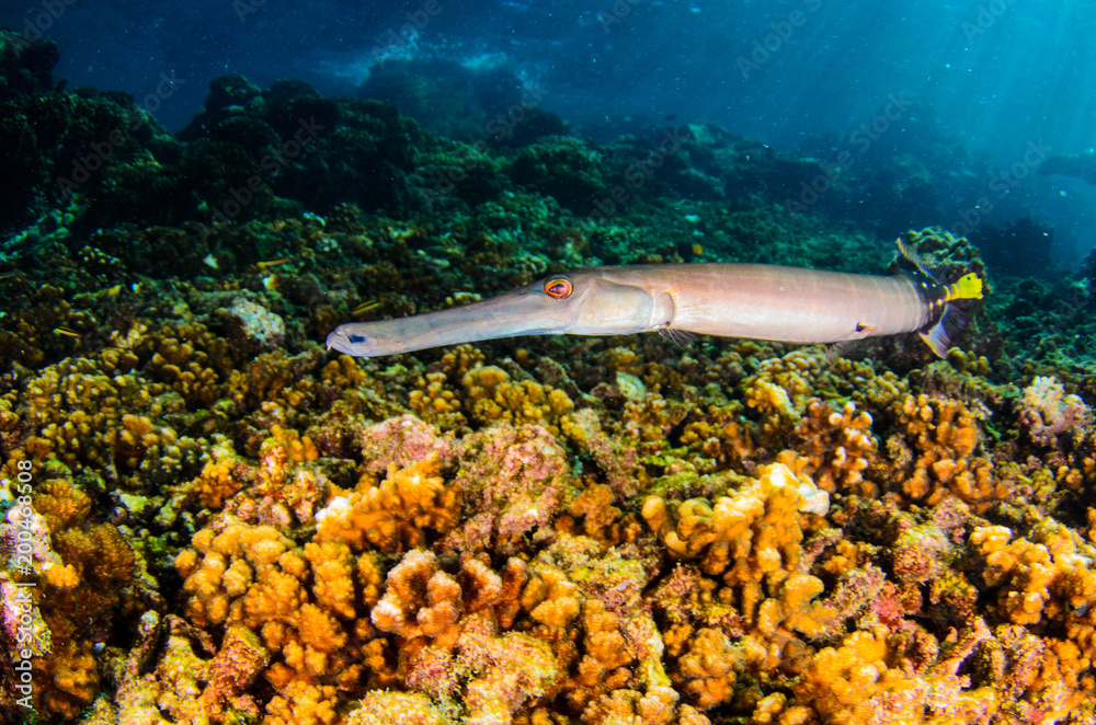 Obraz premium Reef trumpetfish. reefs of the Sea of Cortez, Pacific ocean. Cabo Pulmo, Baja California Sur, Mexico.