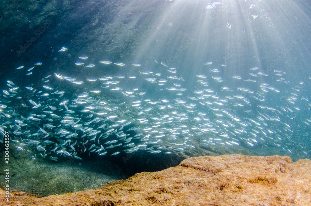 Obraz premium Sardine bait ball off the mexican coast.