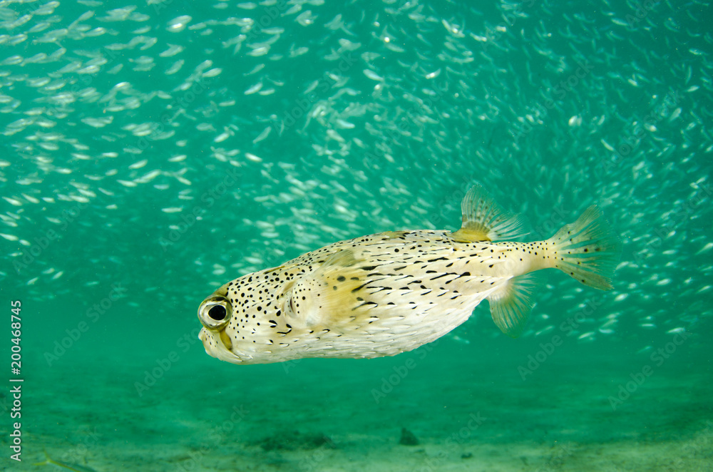 Fototapeta premium Reef fishes from the sea of cortez, mexico