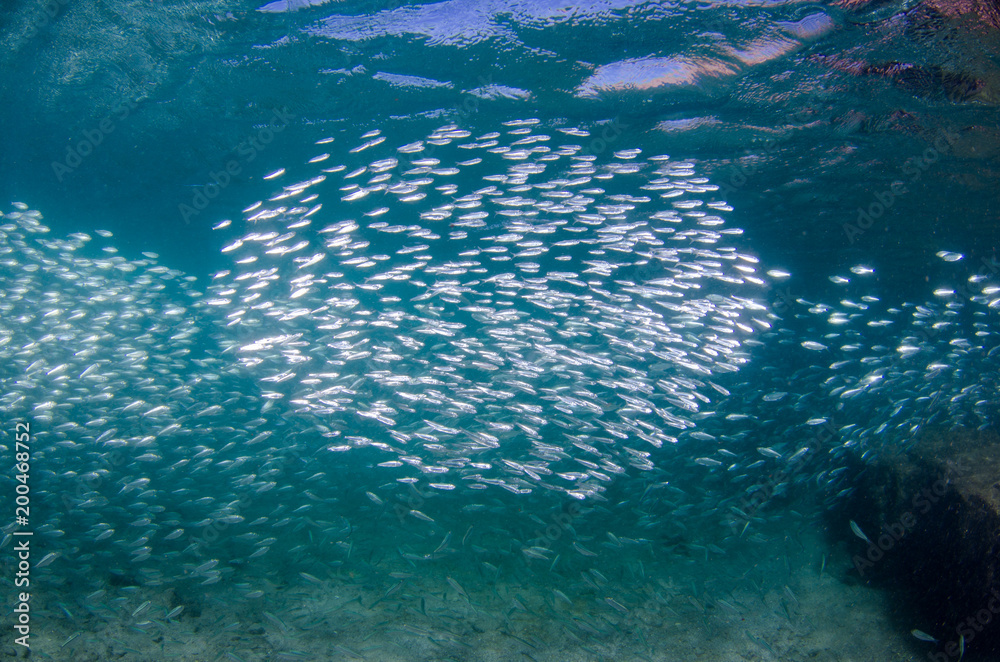 Obraz premium Sardine bait ball off the mexican coast.