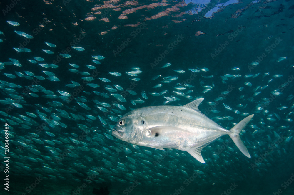 Obraz premium Sardine bait ball off the mexican coast.