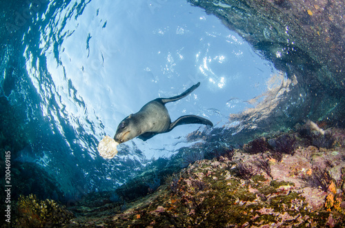 Californian sea lion (Zalophus californianus) swimming and playing in the reefs of los islotes in Espiritu Santo island at La paz,The world's aquarium. Baja California Sur,Mexico.