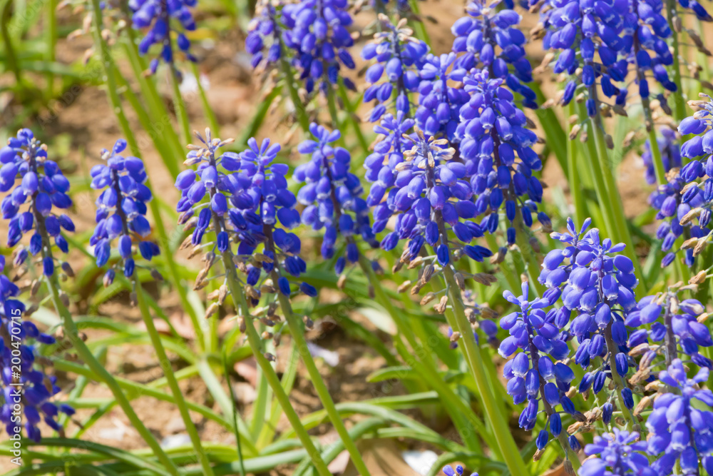 ラベンダーに似たブルーの花 Stock Photo Adobe Stock