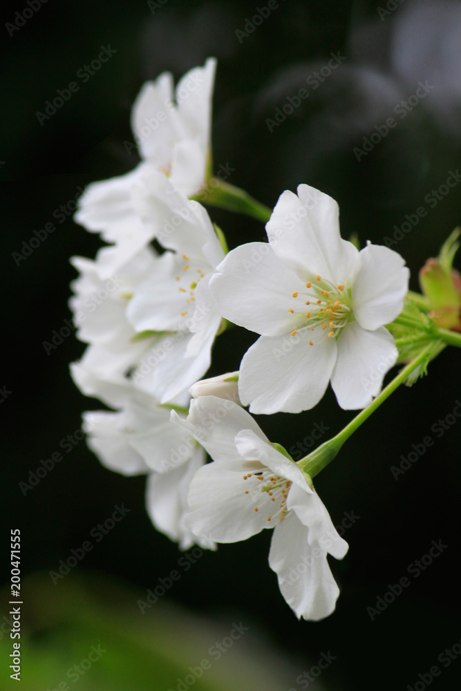 大島桜 大島桜