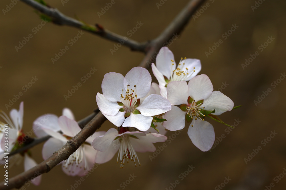 Apricot flowers blooming Apricot flowers blooming