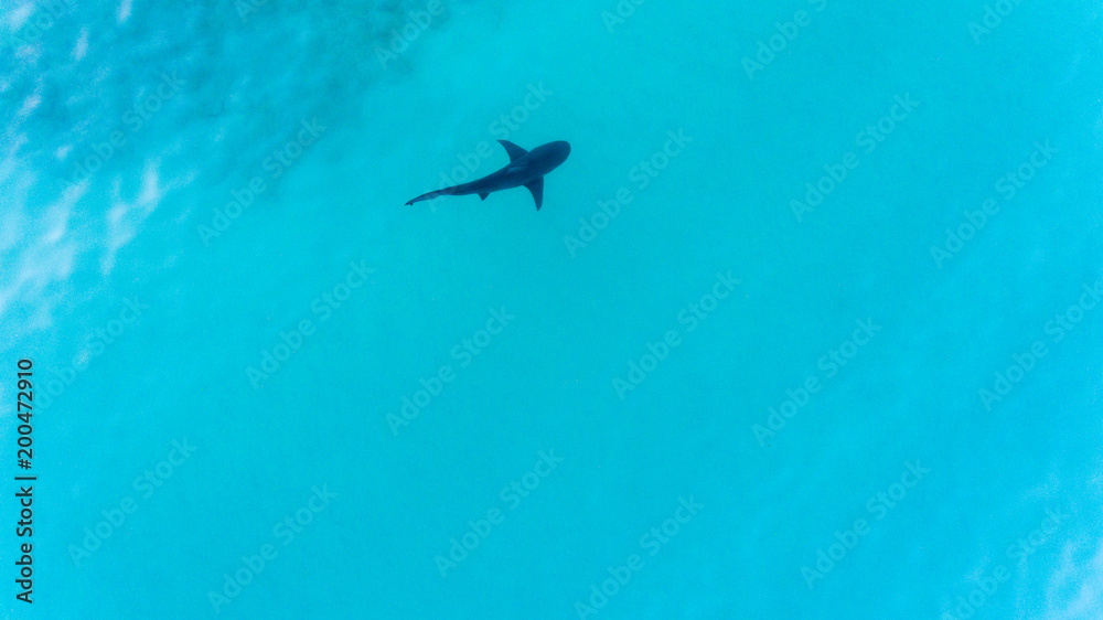 Naklejka premium Aerial shots of a bull shark, cabo pulmo national park, Mexico