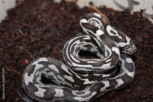 Foto portrait of a beautiful corn snake