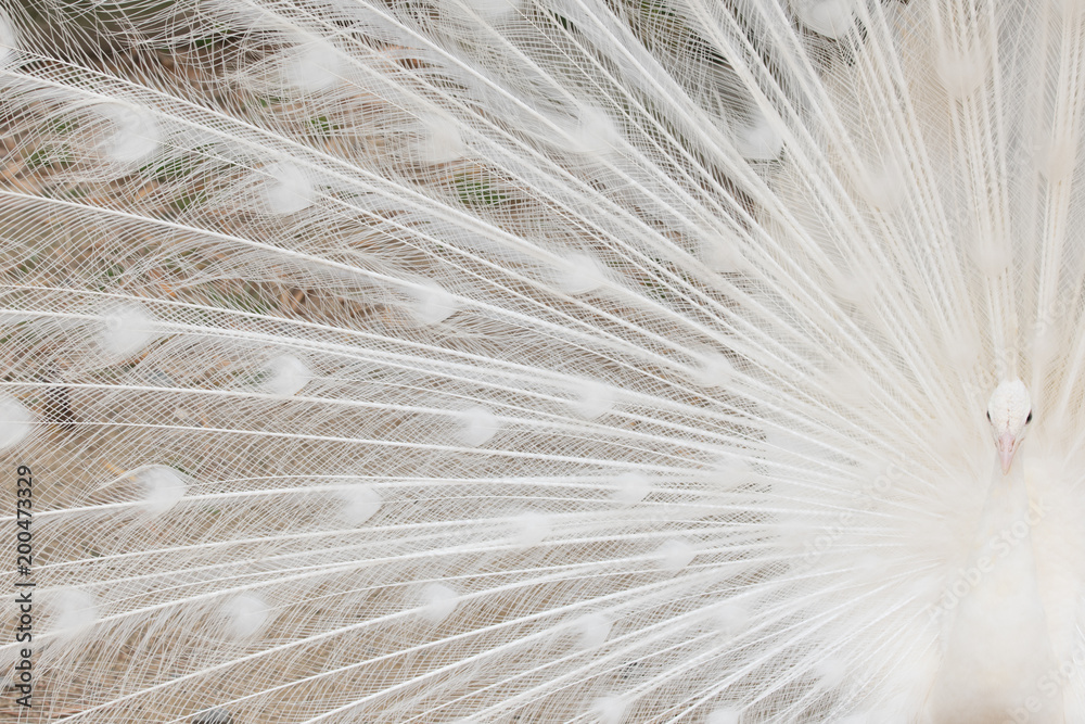 Obraz premium 白いクジャクとその羽