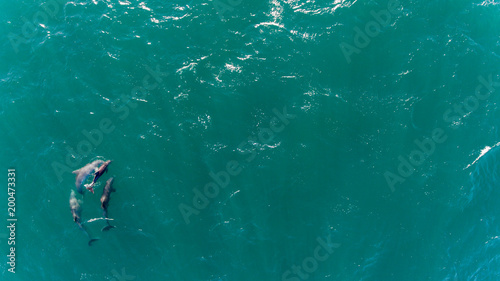 dophins, aerial view