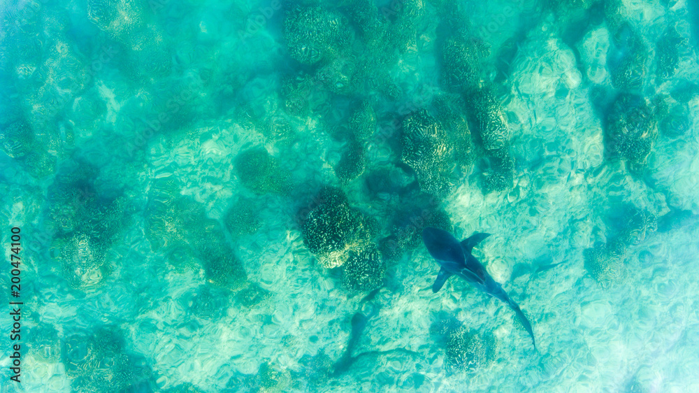 Fototapeta premium Aerial shots of a bull shark, cabo pulmo national park, Mexico